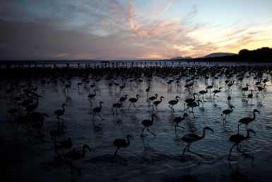 I volontari guadano una laguna all'alba per raccogliere pulcini di fenicottero e metterli in un recinto nella riserva naturale di Fuente de Piedra